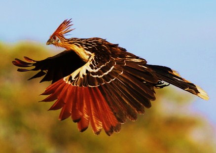 طائر الهاوتزن ...!! Hoatzin-opisthocomus-hoazin