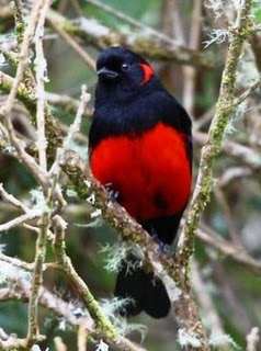 كم رد لهذه الطيور الجميلة؟ Web-scarlet-bellied-mountain-tanager