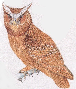 معلومات عن البومه Crested-owlm