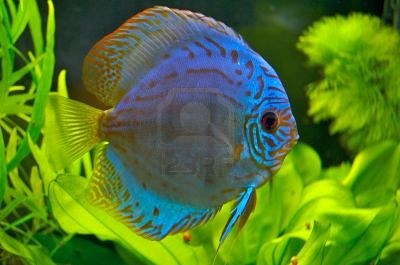  اسماك ديسكوس الزرقاء 402669-blue-discus-fish