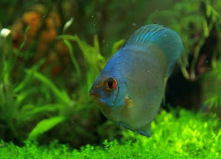  اسماك ديسكوس الزرقاء Blue_discus_fish_types