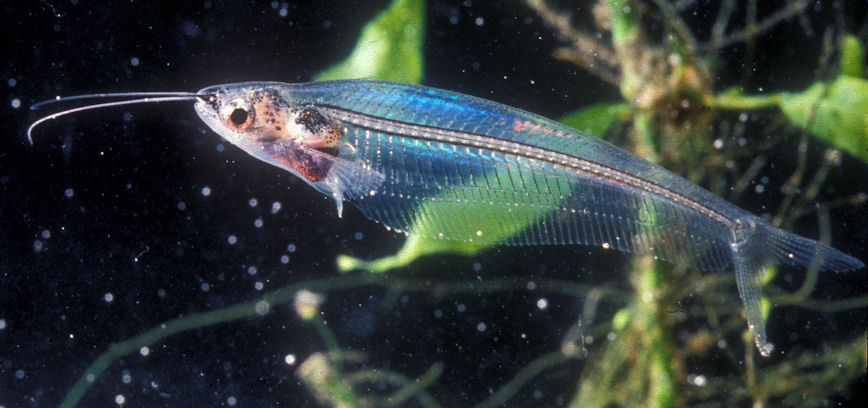 صور  الاسماك الشفافه Glass-catfish-holger-knudsen-25