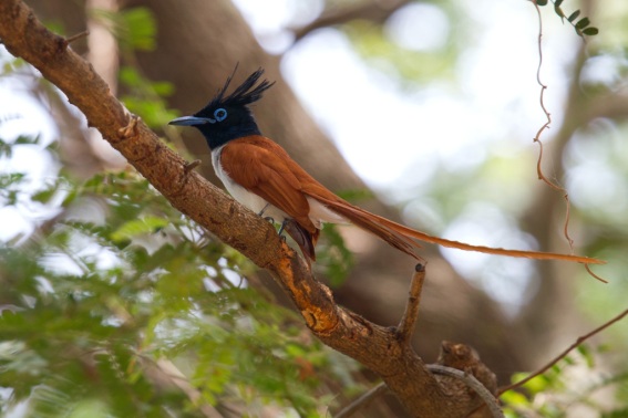 معلومات وصور لطائر لجنة السيلانى Ceylonparadiseflycatcher7-blog