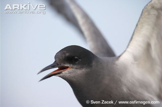خطاف البحر الأسود Close-up-of-the-head-of-a-black-tern