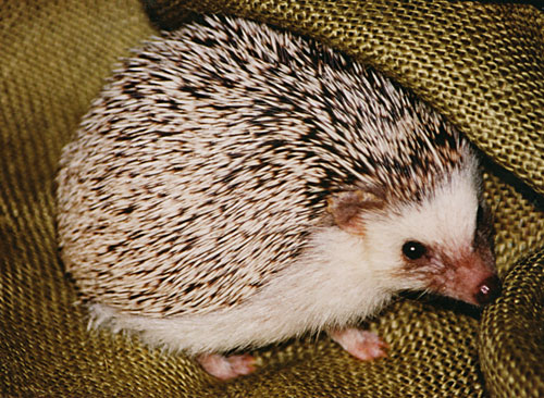 hedgehog-1101-bg.jpg