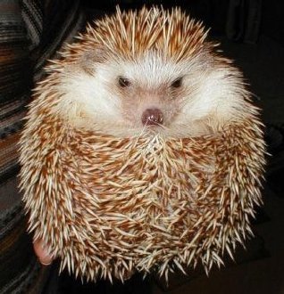 hedgehog-erinaceus-e