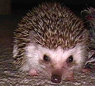 hedgehog.jpg?w=498&a