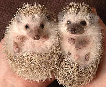 pygmy-hedgehogs.jpg?