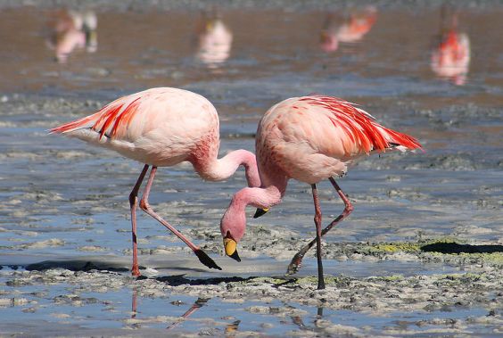 نحام جيمس Phoenicoparrus jamesi أو فلامنغو جيمس 800px-flamingos_laguna_colorada