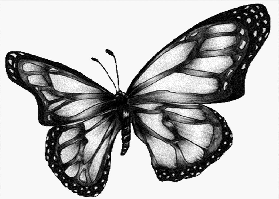 شركة مكافحة حشرات بالرياض #$% تعرف على حياة الحشرة الضارة Black-white-butterfly-request
