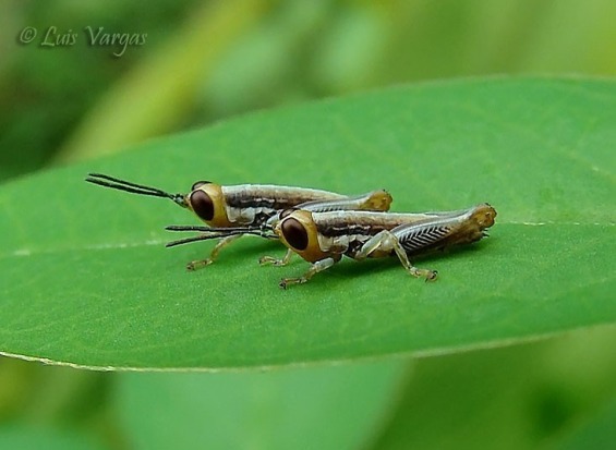 شركة مكافحة حشرات بالرياض #$% تعرف على حياة الحشرة الضارة Dsc09246_filtered_copia-baby-crickets