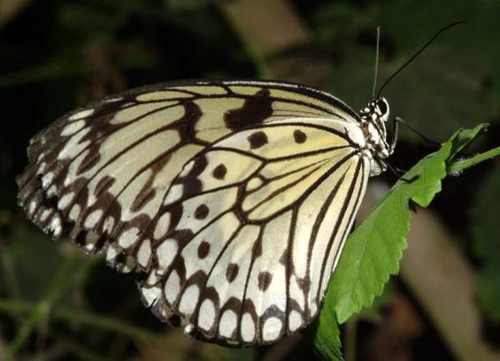 الفراشة البيضاء صورها جميله  Orangetip