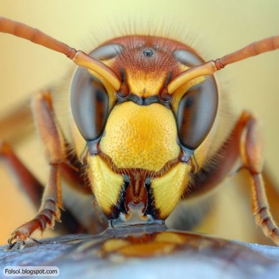 شركة ابادة الحشرات بالرياض مكافحة الحشرات الضارة والطائرة   0566884259 The-best-close-up-pictures-ever-16