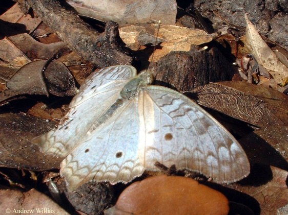 شركة مكافحة حشرات بالرياض #$% تعرف على حياة الحشرة الضارة White_peacock_butterfly_1