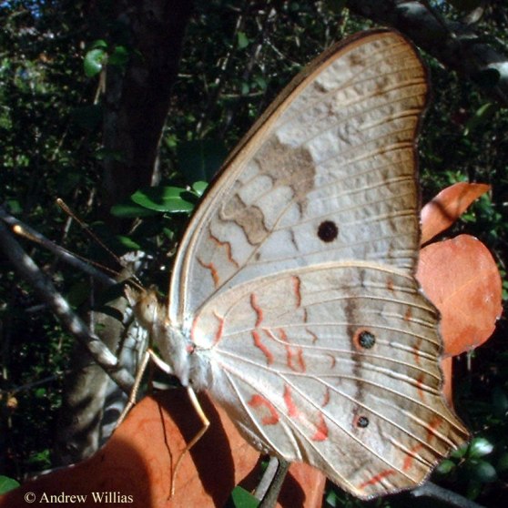  الفراشة البيضاء صورها جميله  White_peacock_butterfly_2