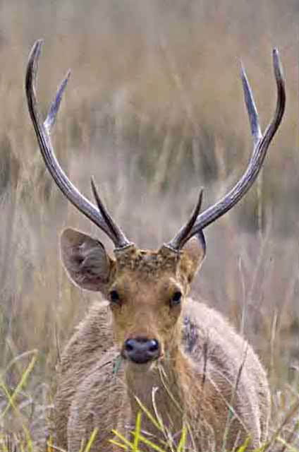 غزلان المستنقع الهندي Dsc-9654-barasinghaswamp-deer