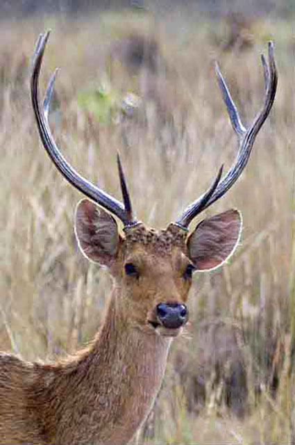غزلان المستنقع الهندي Dsc-9660-barasinghaswamp-deer