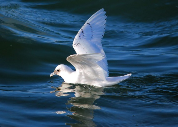 النورس العاجي Ivory-gull-2