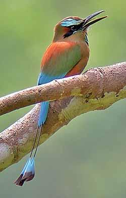 طائر الفيروز Nb-turquoise-browed-motmot-1