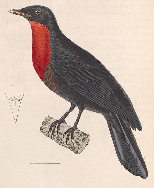 الحمراء الطوقية 492px-pyroderus_scutatus_1838