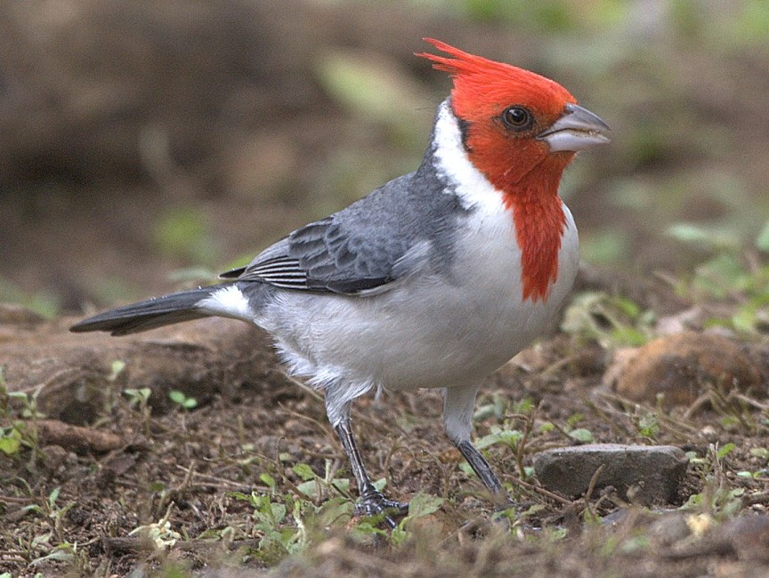	كاردينال احمر العرف Cardinal-red-crested-1