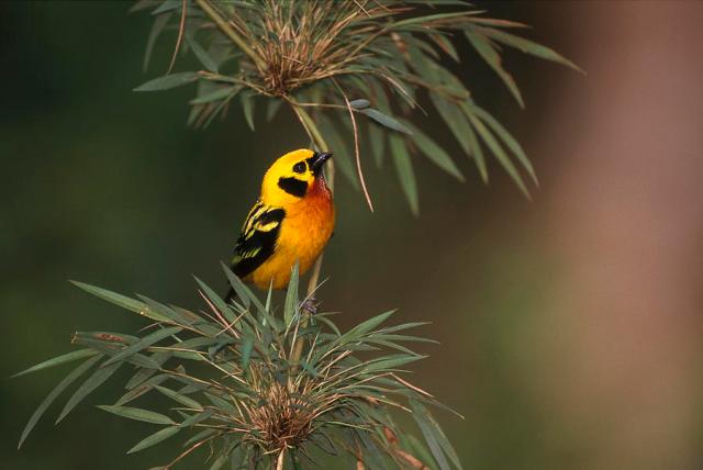  طير التناجر الذهبي Golden-tanager-tangara-arthus-perched-pete-oxford