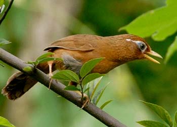 طيور من الصين Garrulax-canorus