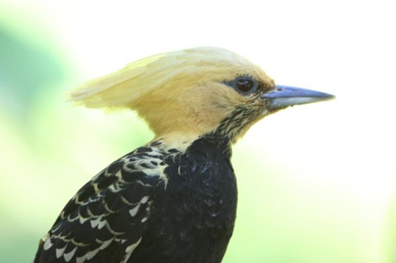 ][  blond-crested-woodpe