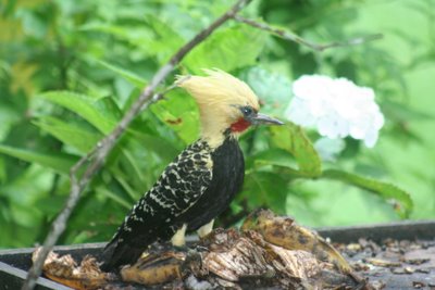 ][  blond-crested-woodpe