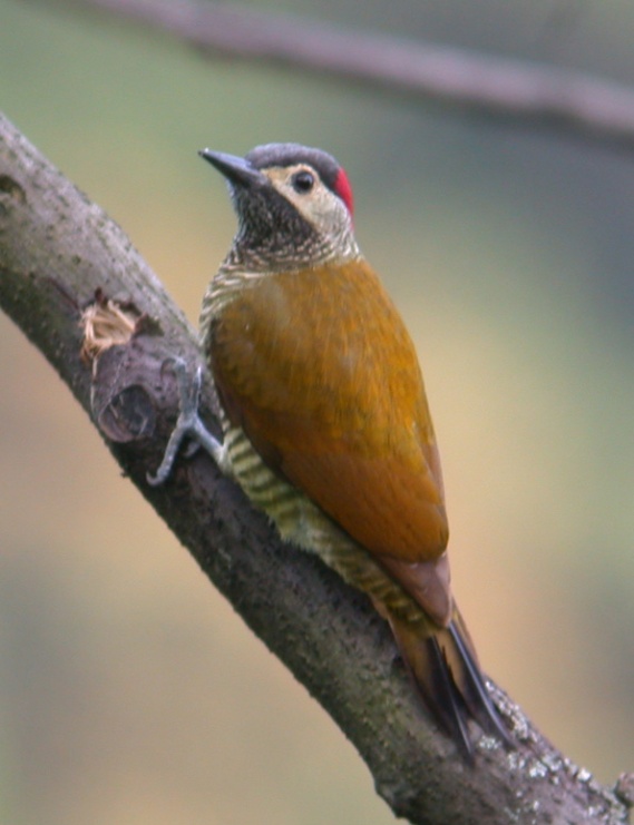 ][  golden-olivewoodpeck