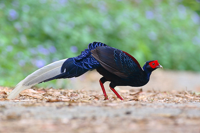 طائر سوينهو Swinhoes-pheasant-_-flickr
