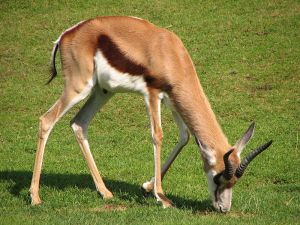 اكبر حدائق الحيوان في العالم 800px-antidorcas-marsupialis-springbok-grazing