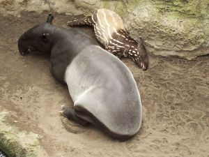 اكبر حدائق الحيوان في العالم 800px-malayan_tapirs