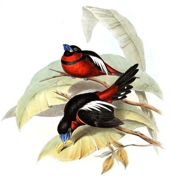 طير عريض المنقار ( الاسود والاحمر ) صور  571px-cymbirhynchus_macrorhynchus