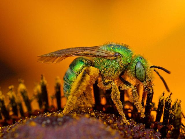 النحل الأخضر  800px-iridescent-green-sweat-bee1