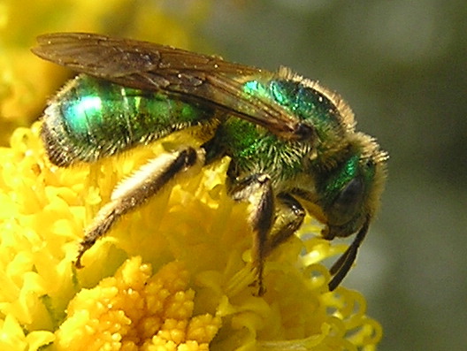 النحل الأخضر  Agapostemon4