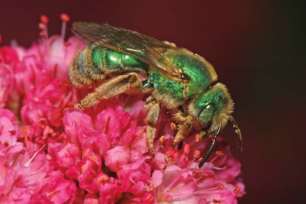النحل الأخضر  Female-agapostem-gordon-frankie