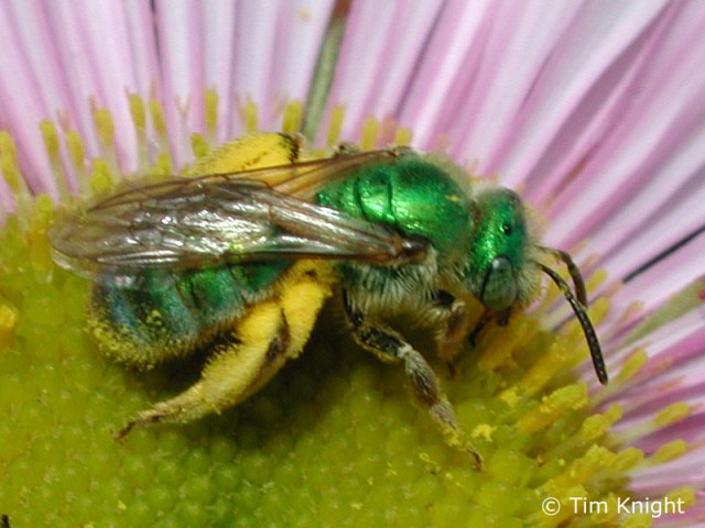 النحل الأخضر  Green-bee_02tfk