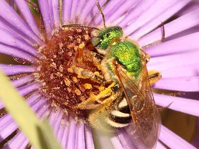 النحل الاخضر Mn08-green-bee-239_0714
