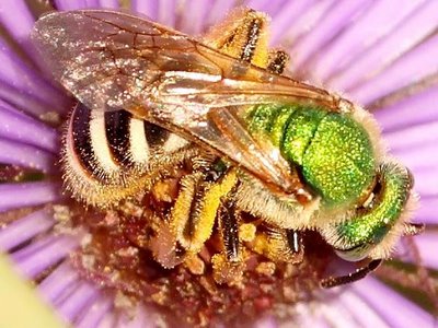 النحل الاخضر Mn08-green-bee-239_0720