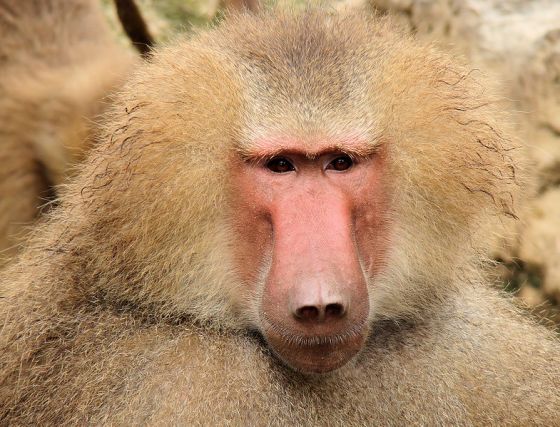 انواع القردة 785px-portrait_of_a_baboon