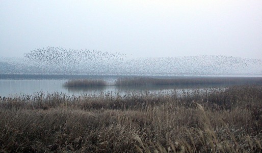 هجرة الطيور سلوك غامض لا يخلو من المخاطر Baikal-teal_nm
