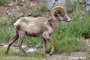 انواع  الغزال Bighorn-sheep-d983d8a8d8b4-d8a7d984d8acd8a8d8a7d984