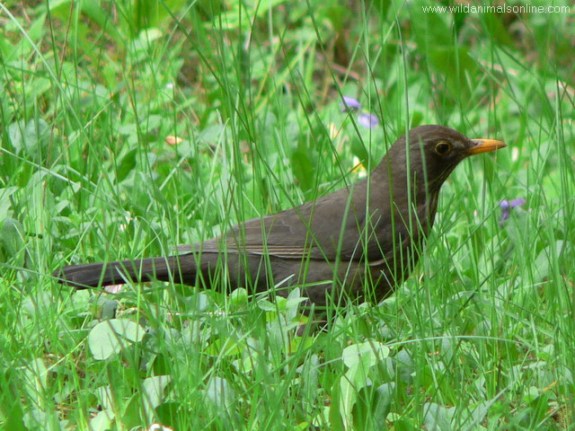 طيور العندليب وطيور الشحرور Blackbird-turdusmerula-hen