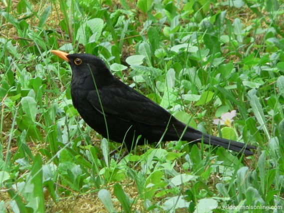 طيور العندليب وطيور الشحرور Blackbird-turdusmerula1