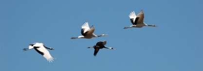 هجرة الطيور سلوك غامض لا يخلو من المخاطر Cranes-in-flight-cheorwon_rl