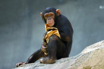 انواع القردة Lightmatter_chimp1