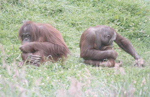 انواع القردة Orangs-ape