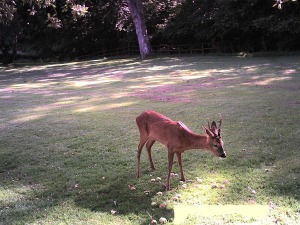 انواع  الغزال Roe-deer-stag-1d8b1d988d8a71