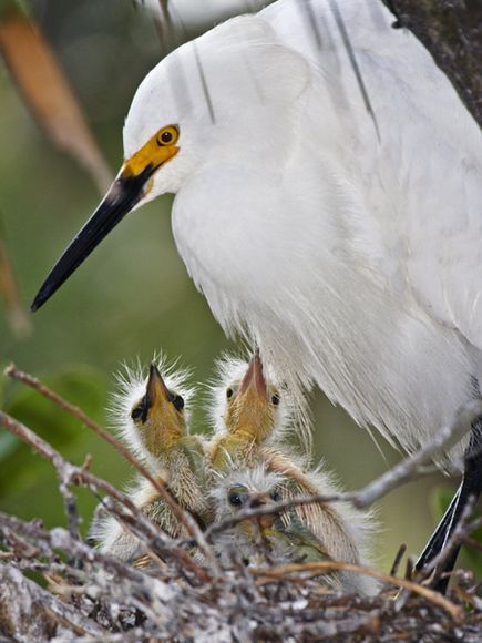 انواع طير البلشون Snowy-egret-chicks_12638_600x450